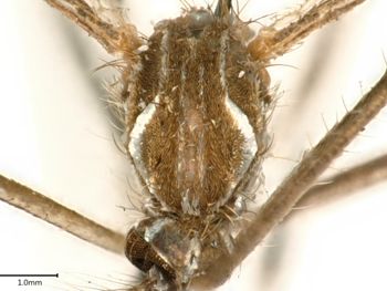 Media type: image;   Entomology 679813 Aspect: pronotum dorsal